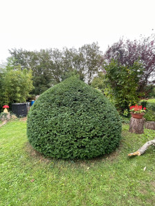Photo de galerie - Taille arbuste 