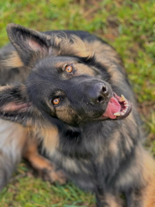 Photo de galerie - Mon loup 2 ans