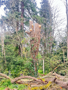 Photo de galerie - Arbre élagué