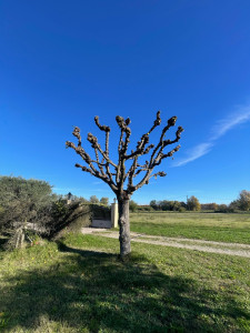 Photo de galerie - Elagage et coupe d'arbres