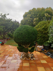 Photo de galerie - Taille originale pour ce Buis: nuages et boule: totale création. 
