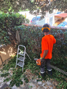 Photo de galerie - Taille de haies et d'arbustes