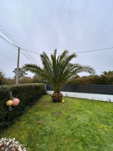 Photo de galerie - Taille de phœnix canariensis