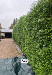 Photo de galerie - Avant et après la taille de la haies 