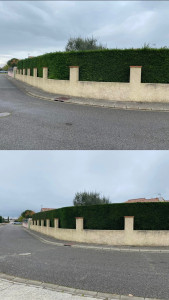 Photo de galerie - Taille de haie avant/après