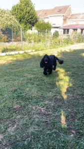 Photo de galerie - Garde chien