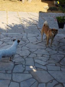 Photo de galerie - Surveiller 