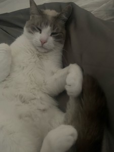 Photo de galerie - Garde chat