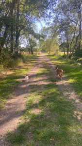 Photo de galerie - Garde chien