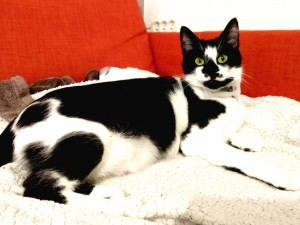 Photo de galerie - Garde animaux