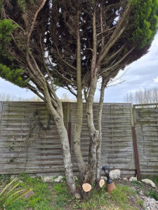 Photo de galerie - Elagage et coupe d'arbres