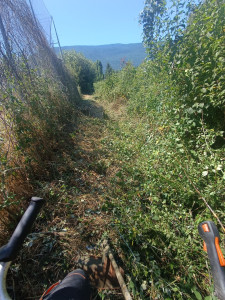 Photo de galerie - Tonte de pelouse - Débroussaillage