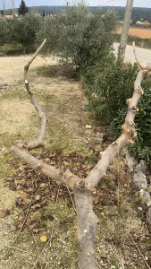 Photo de galerie - Taille d’Arbres 