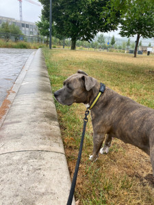 Photo de galerie - Garde de chien (2 jours)