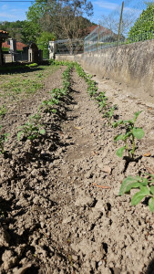 Photo de galerie - Pommes de terres Butées 