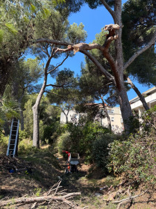 Photo de galerie - Elagage et coupe d'arbres