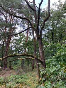 Photo de galerie - Abattage d’arbre 