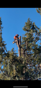 Photo de galerie - Elagage 