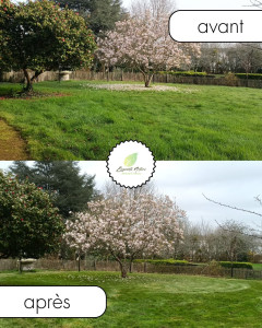 Photo de galerie - Tonte a locoal-mendon