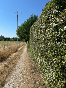 Photo de galerie - Taille de haies 