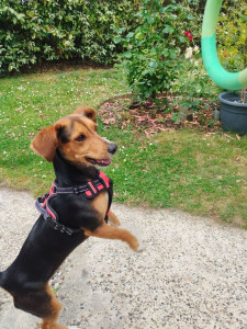 Photo de galerie - La p'tite Tess, très joueuse et affectueuse 