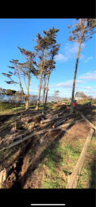 Photo de galerie - Elagage et coupe d'arbres