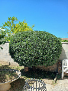 Photo de galerie - Taille en boule