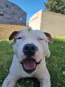 Photo de galerie - Garde animaux