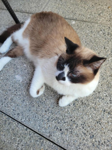Photo de galerie - Nala chatte siamoise de 12 ans 