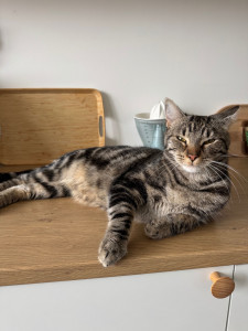 Photo de galerie - Un chat à qui je rend visite 