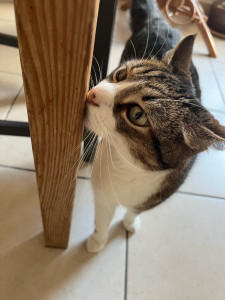 Photo de galerie - Garde de Rosie