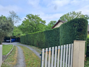 Photo de galerie - Taille haie de cyprès