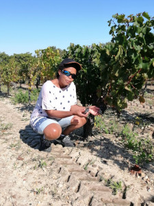 Photo de galerie - Promenade dans les vignobles