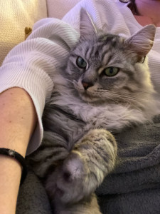 Photo de galerie - Garde animaux