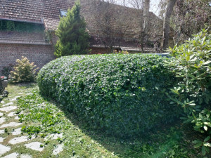 Photo de galerie - Taille de haies et d'arbustes