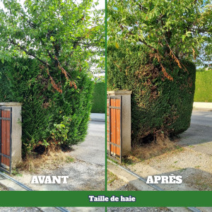 Photo de galerie - Taille de haies