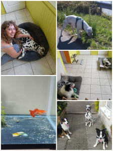 Photo de galerie - On me surnomme : La Tata des Toutous, comme à la maison ? je garde, chouchoute & soigne vos animaux lors de vos absences.
J'effectue aussi des visites à domicile, des promenades... À votre écoute !