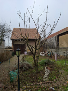 Photo de galerie - Elagage et coupe d'arbres