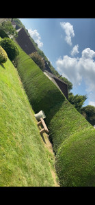 Photo de galerie - Taille de haies et d'arbustes