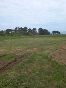 Photo de galerie - Tonte de pelouse - Débroussaillage