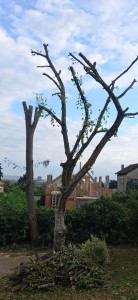 Photo de galerie - Travaux d’élagage d’arbre 
