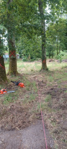 Photo de galerie - Elagage et coupe d'arbres