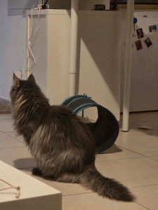 Photo de galerie - Garde de chats
