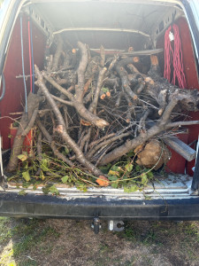 Photo de galerie - évacuation de déchets verts 