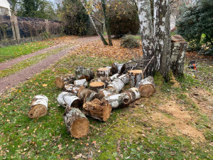 Photo de galerie - Abattage et tronçonnage bouleaux en section 40