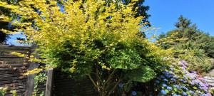 Photo de galerie - Taille arbustive