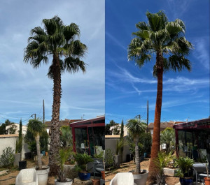 Photo de galerie - Exfoliation palmier