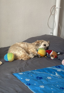 Photo de galerie - Garde chien 
