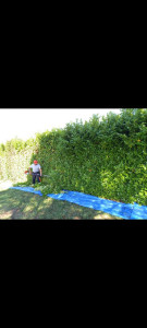 Photo de galerie - Taille de haies et d'arbustes