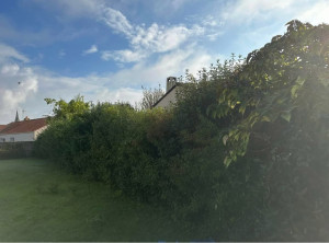 Photo de galerie - Taille de haies et d'arbustes